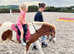 Mini - mini trotter / driving pony / children's lead rein