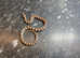 Variable King Snake at Birmingham Reptiles