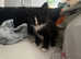 5 kittens nearly ready to go