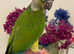 Hand Reared Tamed Baby GC Conure