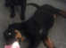 12 week old German Rottweiler puppie for sale