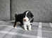 Australian Shepherd puppy's