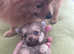 Pomchi puppies