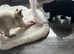 3months old ragdoll/shorthair kittens
