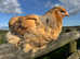 Brahma point of lay pullets