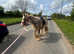 Cob gelding