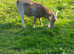 Pygmy Billy goat 15mths old
