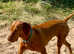 READY TO GO NOW. 5 Generation Pedigree Hungarian Vizsla Puppies