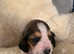 Beautiful basset hound female