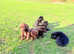 3 Beautiful Labrador x Collie