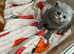 BSH 4 beautiful babies