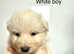Rare kc reg Isabella white and blue German shepherd pups