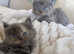 Maine coon ragdoll kittens