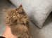 Chocolate Britishlonghair female