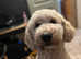 1 male Double Doodle / goldendoodle x Australian labradoodle  ready to leave