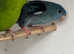 Beautiful pair of lineolated parakeets