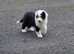 Ikc registered old english sheepdogs