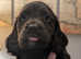Working cocker spaniels 1 girl left ready now