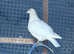 A big pair of pigeons