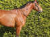 Stunning potential events/ show horse