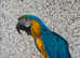Budgies kaks cocktails conures are wanted