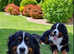 Bernese Mountain Dog