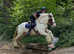 15hh 10yo ride & drive HW gypsy cob gelding