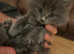 Last pure British longhair kitten for sale