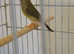 Pair of Australian Star Finch £75 ono.