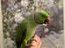 Tame Green Male Ringneck Parrot
