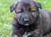 Stunning German Shepherdx Collie Puppies looking for fur-ever homes!!