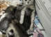 5 Beautiful Persian X kittens