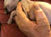 Canadian Sphinx amazing kitten last female FIFa