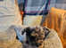 Minature schnoodles