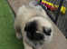 Kc registered pugs ready bank Holiday May 31st