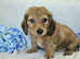 Long haired mini dachshund READY NOW