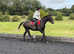 15.1/15.2h safe as houses happy hacker/ alrounder gelding
