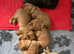 KC Sable show type Cocker Spaniel puppies