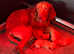 KC Vizsla pups DNA Tested Hip Elbow Scored Parents