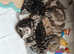 Scottish fold straight kittens