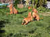 Lovely hungarian puppies