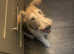Female Fox Terrier