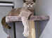GCCF Active British Shorthair Lilac Girl