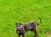 English Deerhound