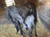 Stunning friesian X spotted saddle horse colt foal