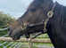 Beautiful Broodmare