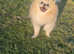 Beautiful cream/white pomeranian