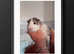 Young male GUINEA PIGS for sale BLACKPOOL