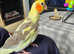 Handreared tame Cockatiels