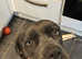 Cane Corso 2 year old